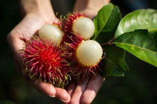 Imagen ilustrativa del artículo Rambután: 8 beneficios, para qué sirve y cómo consumir