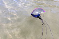 Imagen ilustrativa del artículo Picadura de carabela portuguesa: síntomas, qué hacer y tratamiento