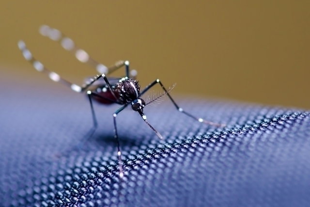 Dengue, Zika Ou Chikungunya: Qual A Diferença?