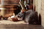 Imagen ilustrativa del artículo 7 enfermedades que transmiten las ratas: síntomas y tratamiento